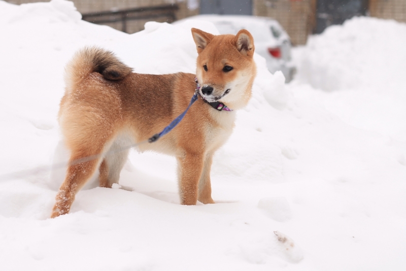 Братья наши меньшие, у кого кто - 2.