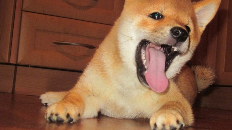 Братья наши меньшие, у кого кто - 2.