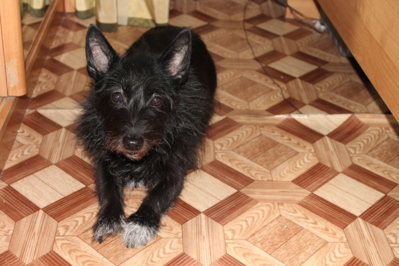 Братья наши меньшие, у кого кто - 2.