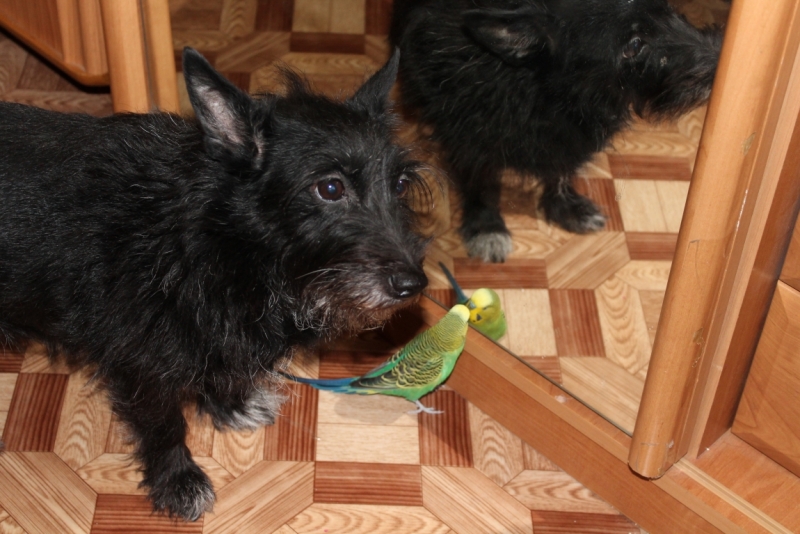 Братья наши меньшие, у кого кто - 2.