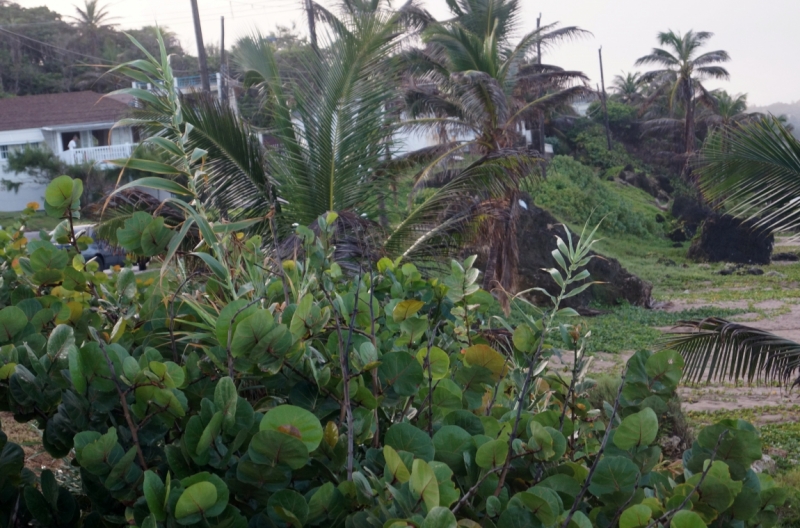 Перворазники на Карибах: круиз на P&O Ventura