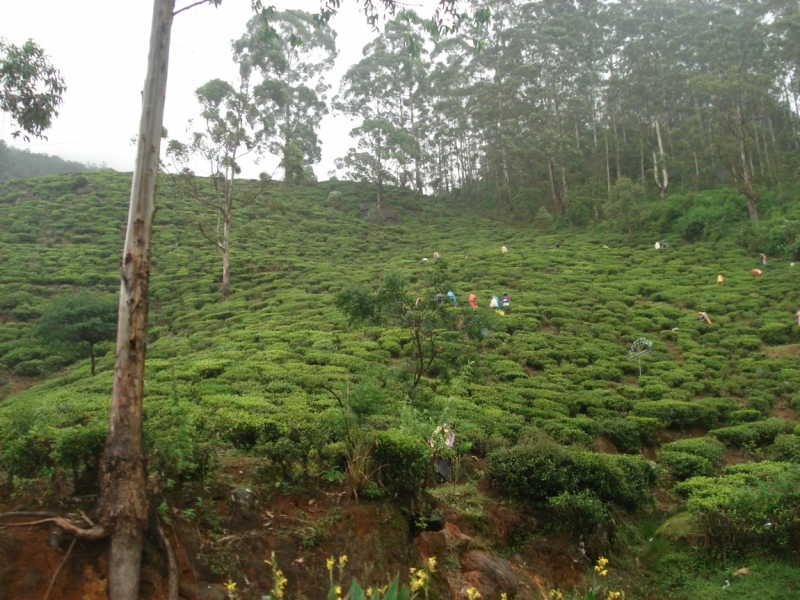 Шри Ланка "дикарями" в ноябре 2014 года.