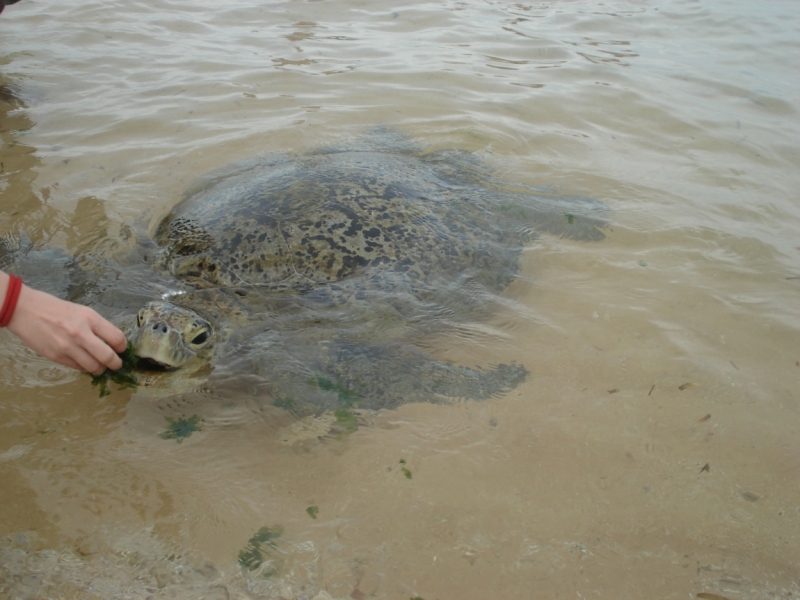 Шри Ланка "дикарями" в ноябре 2014 года.