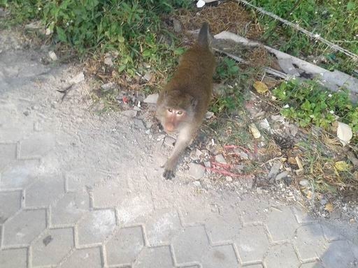 Бангкок - Ко Чанг - Сием Рип - Ко Чанг - Ко Куд - Бангкок Ноябрь 2014  (много фото)