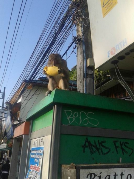 Бангкок - Ко Чанг - Сием Рип - Ко Чанг - Ко Куд - Бангкок Ноябрь 2014  (много фото)