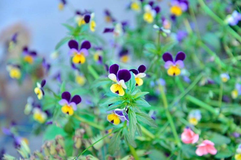 EBC трек. май 2014