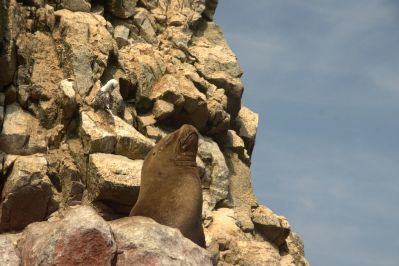 Паракас  Бальестас