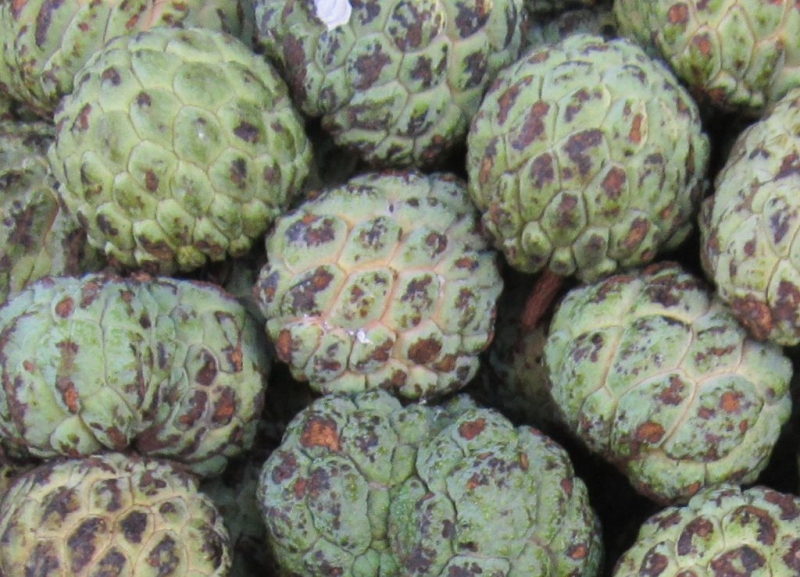 Индия (юг: Керала, Тамил наду)