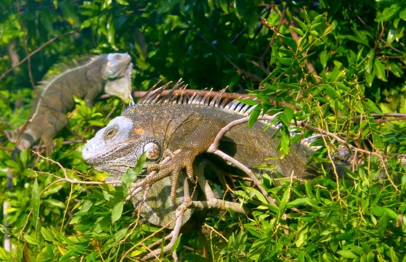 Как я купил мотоцикл в Бриджпорте, и проехал на нём по Америке.