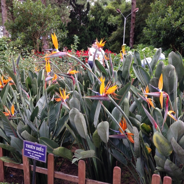 3 в 1.Хошимин/Далат/Начянг(июль 2014)