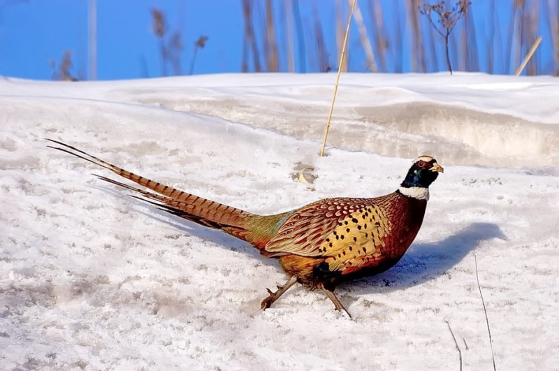 Птицы в фотографиях из путешествий