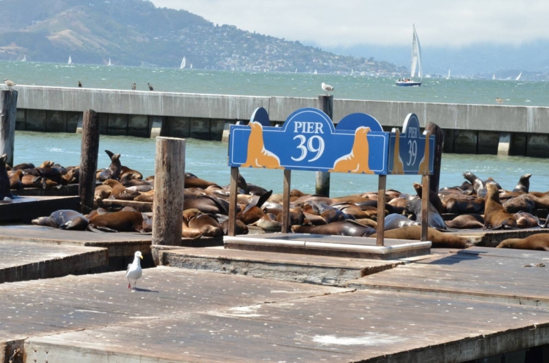 Сан-Франциско и Национальный парк Секвойя (путешествие с детворой)