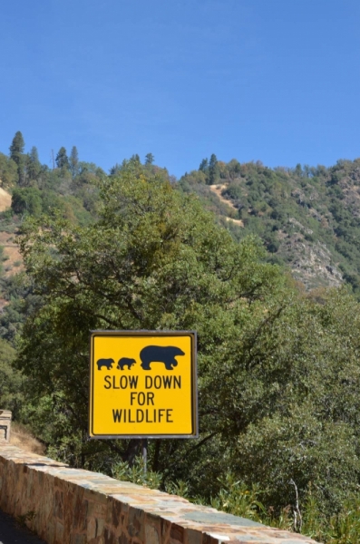 Сан-Франциско и Национальный парк Секвойя (путешествие с детворой)