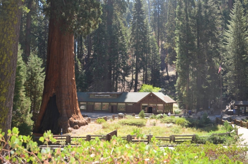 Сан-Франциско и Национальный парк Секвойя (путешествие с детворой)