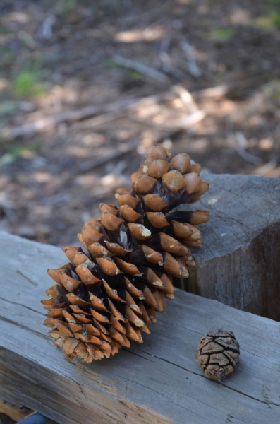 Сан-Франциско и Национальный парк Секвойя (путешествие с детворой)