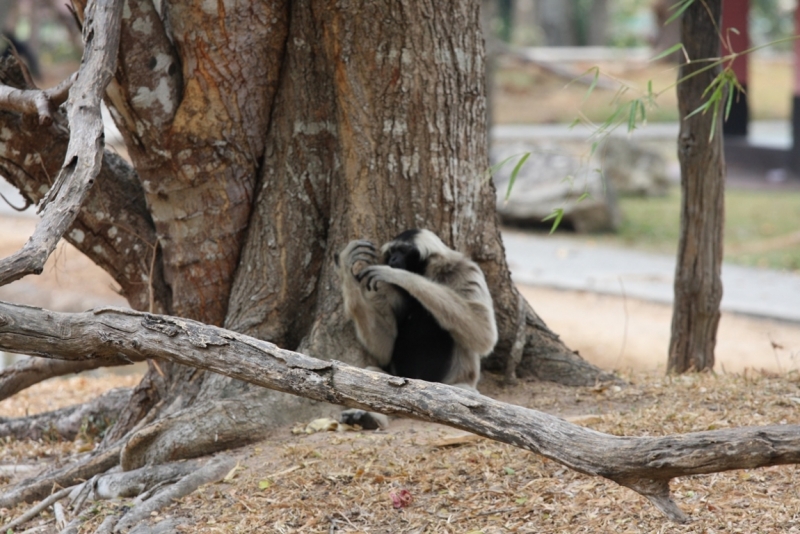 Khao Kheow Open Zoo или звери как люди.