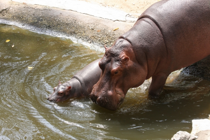 Khao Kheow Open Zoo или звери как люди.