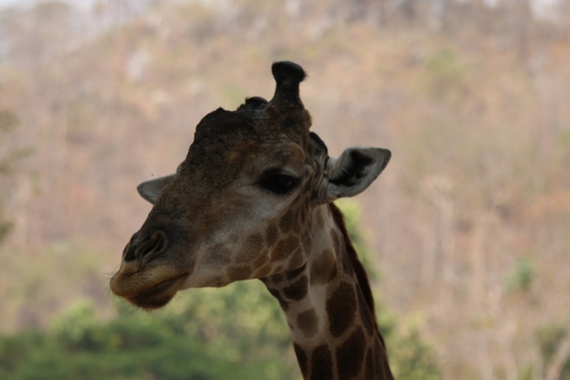 Khao Kheow Open Zoo или звери как люди.