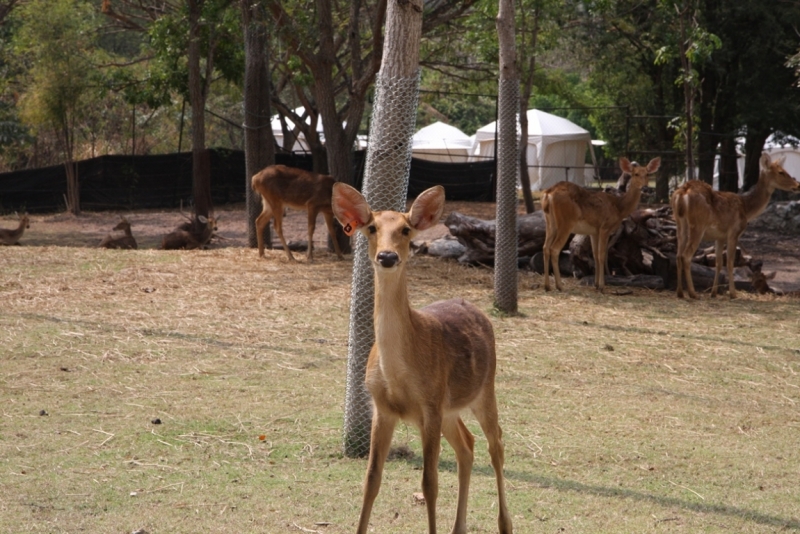 Khao Kheow Open Zoo или звери как люди.