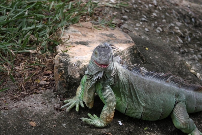 Khao Kheow Open Zoo или звери как люди.