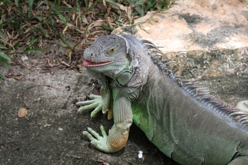 Khao Kheow Open Zoo или звери как люди.