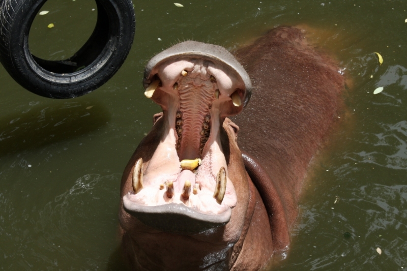 Khao Kheow Open Zoo или звери как люди.