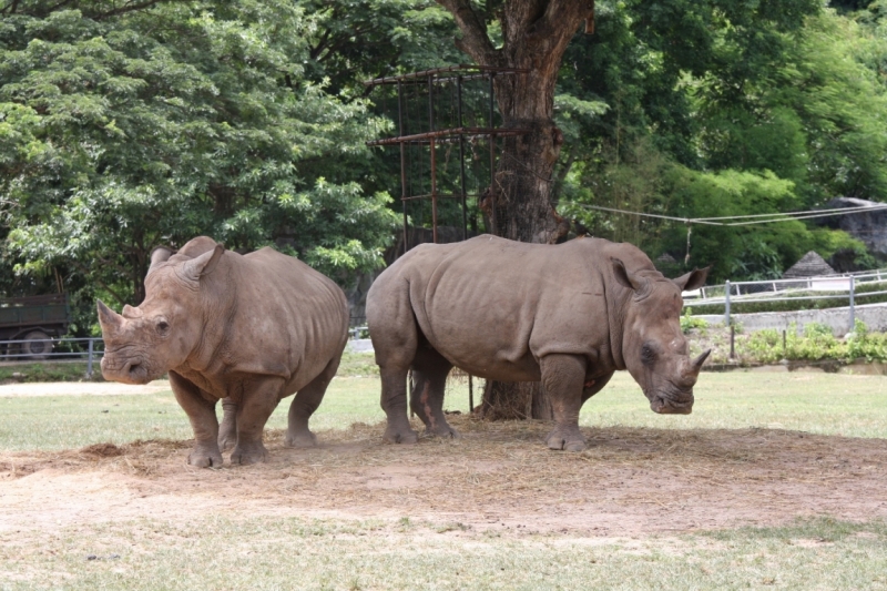 Khao Kheow Open Zoo или звери как люди.