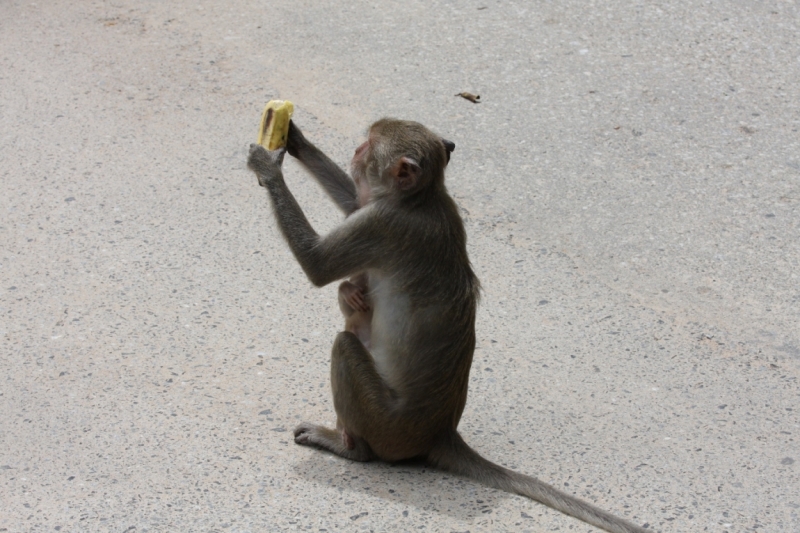 Khao Kheow Open Zoo или звери как люди.