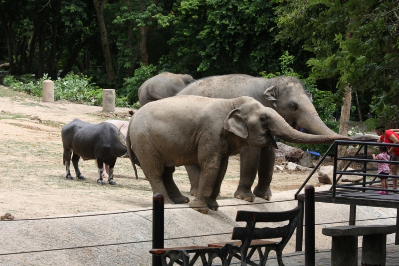 Khao Kheow Open Zoo или звери как люди.