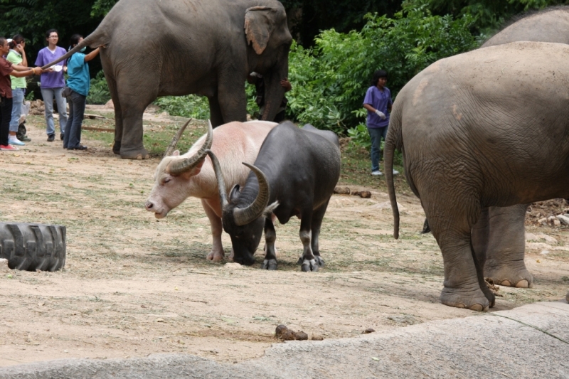 Khao Kheow Open Zoo или звери как люди.