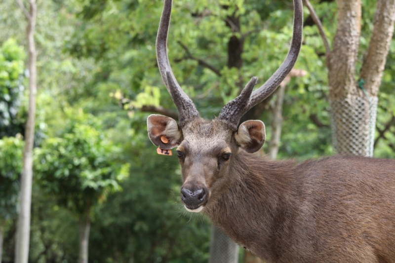 Khao Kheow Open Zoo или звери как люди.