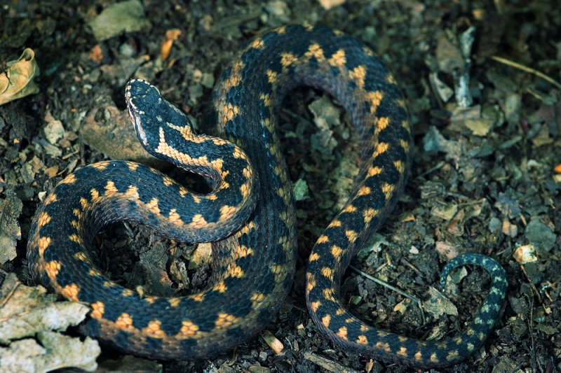 Черноморский Кавказ. Часть 2. Апрельский выход на Папай