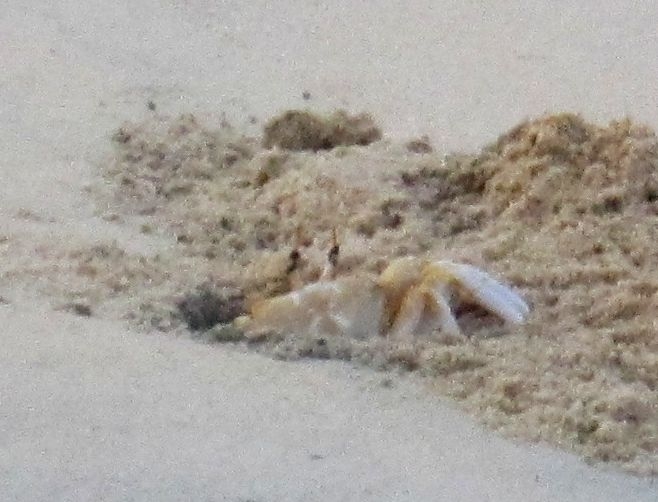 Индия (юг: Керала, Тамил наду)