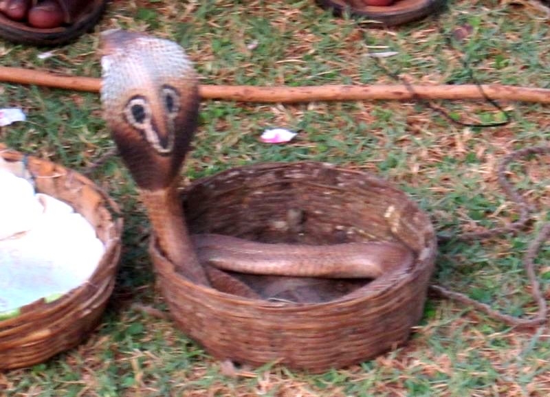 Индия (юг: Керала, Тамил наду)