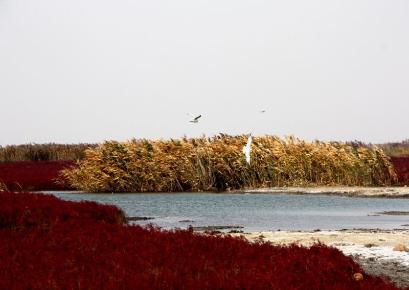 Октябрь 2014: Beijing–Datong–Xi’an–Chengdu–Emei/Leshan–Chongqing–Shanghai–Panjin-Beijin