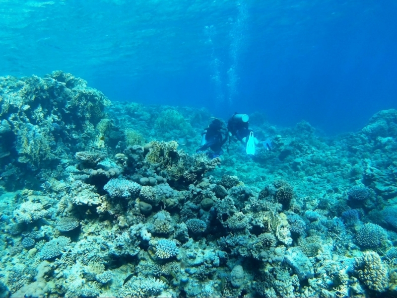 Израиль/Иордания/Египет - нужен совет