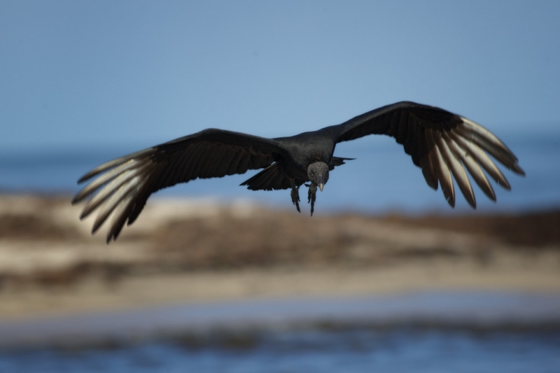 Птицы в фотографиях из путешествий