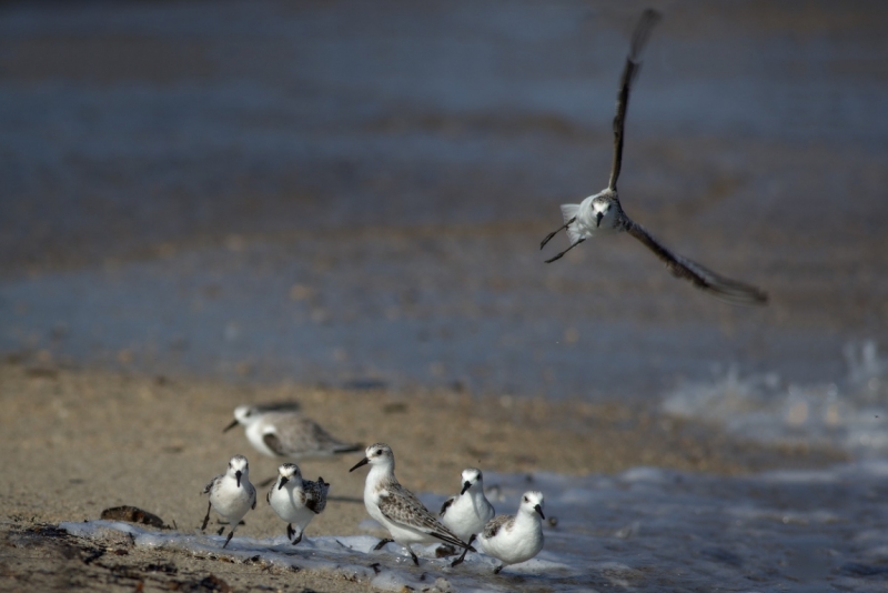 Птицы в фотографиях из путешествий