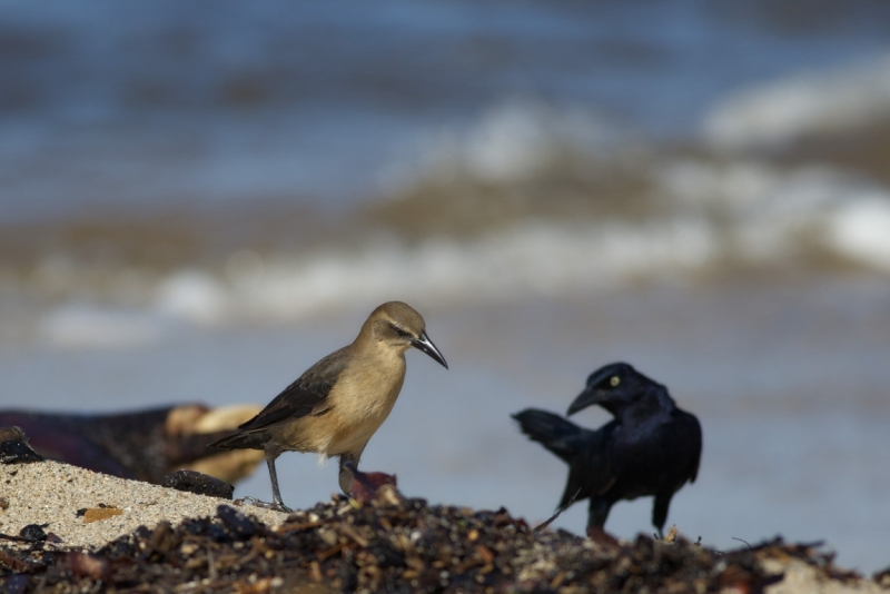 Птицы в фотографиях из путешествий