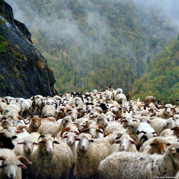 Отара овей на горной дороге