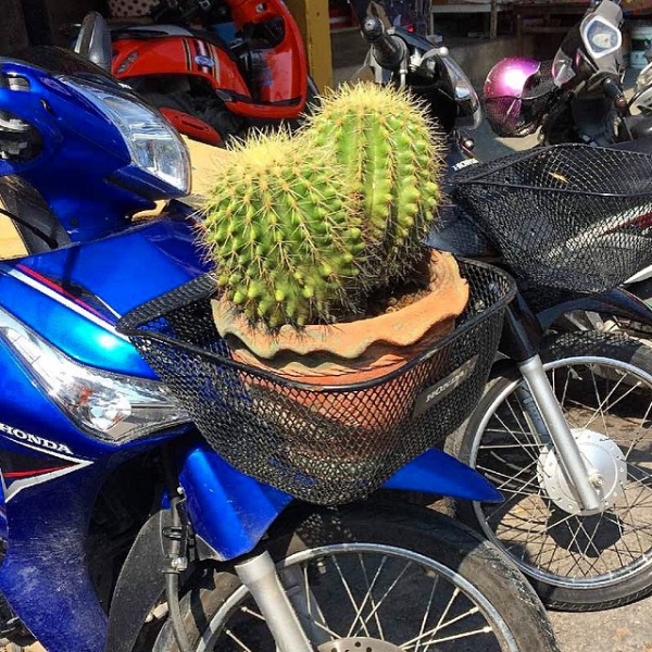 Цыганская семья. Или наша жизнь одновременно на два дома – в Хуа-Хине и на Самуи