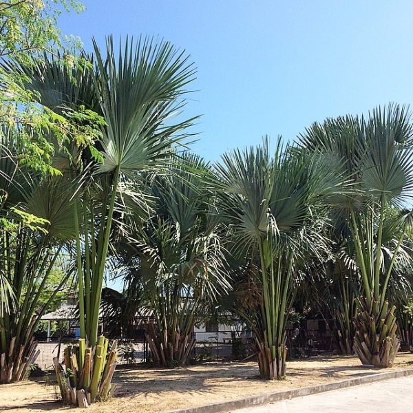 Цыганская семья. Или наша жизнь одновременно на два дома – в Хуа-Хине и на Самуи