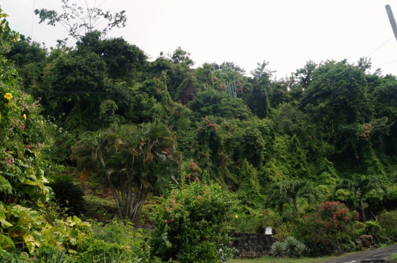 Перворазники на Карибах: круиз на P&O Ventura