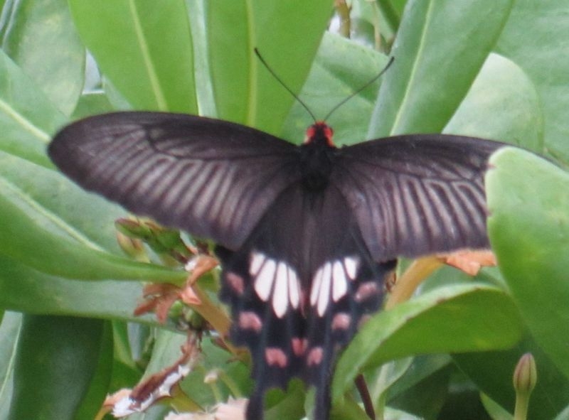 Индия (юг: Керала, Тамил наду)