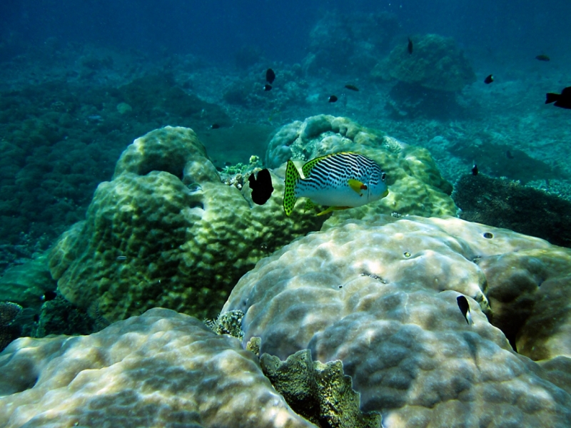 Малайзия 2013 - Борнео, Куала-Лумпур, Перхентианы - маршрут на месяц