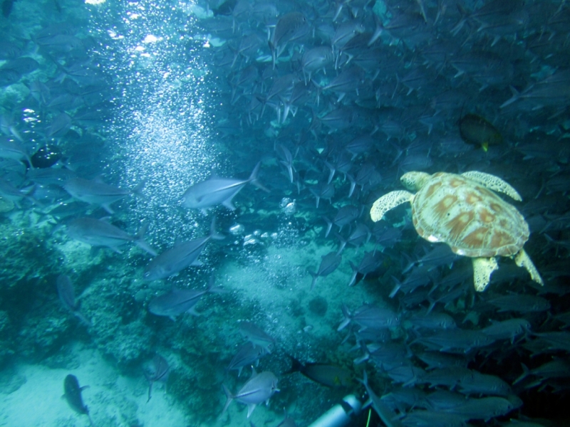 Малайзия 2013 - Борнео, Куала-Лумпур, Перхентианы - маршрут на месяц