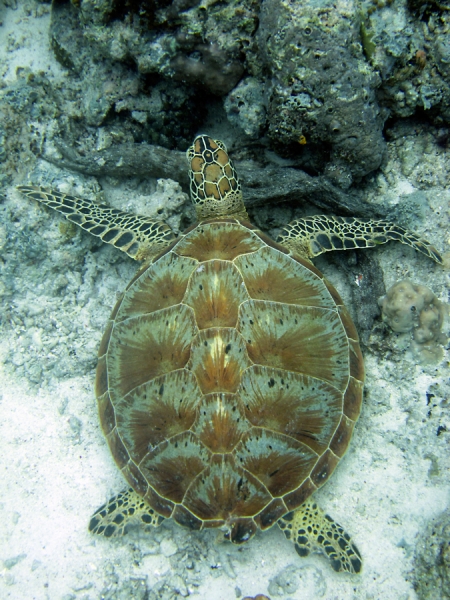 Малайзия 2013 - Борнео, Куала-Лумпур, Перхентианы - маршрут на месяц