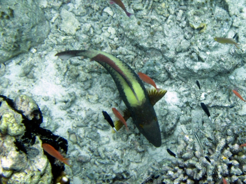 Малайзия 2013 - Борнео, Куала-Лумпур, Перхентианы - маршрут на месяц