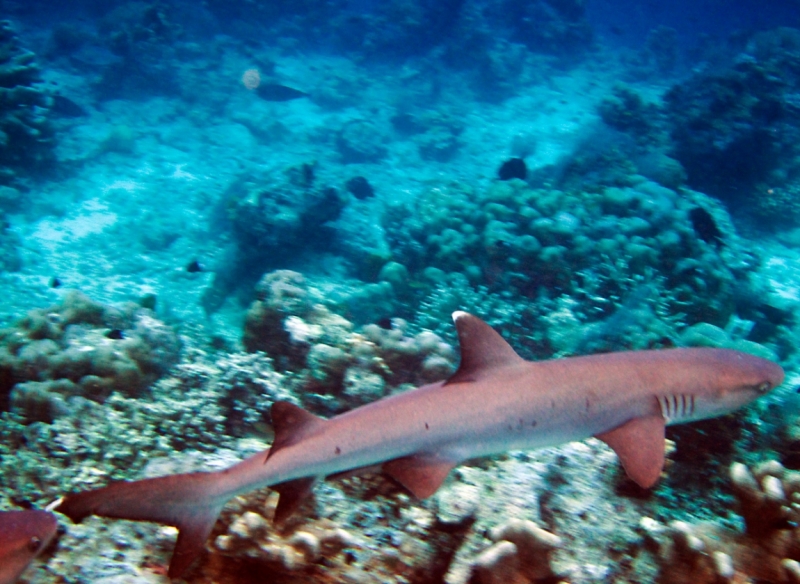 Малайзия 2013 - Борнео, Куала-Лумпур, Перхентианы - маршрут на месяц