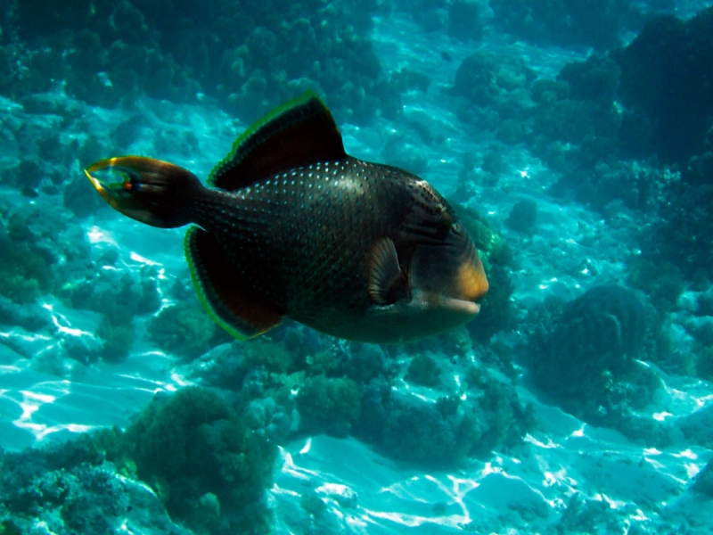 Малайзия 2013 - Борнео, Куала-Лумпур, Перхентианы - маршрут на месяц